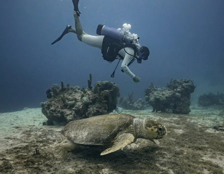 Scuba diving